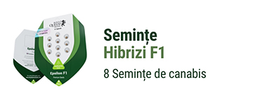 Semințe hibride de canabis F1