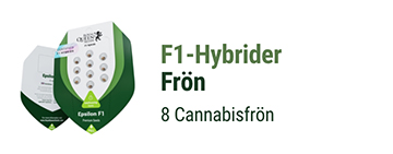 F1 Hybrid cannabisfrön