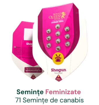 feminizate cannabis seminte