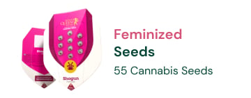 feminized-cannabis-seeds