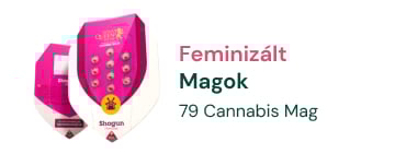 feminizált-marijuana-magok