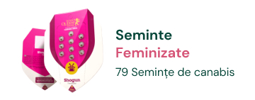 feminizate cannabis seminte
