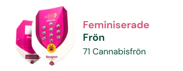 FEMINISERADE CANNABIS FRÖN