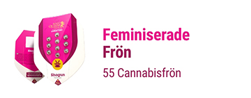 FEMINISERADE CANNABIS FRÖN