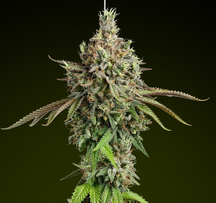 Girl Scout Cookies cannabis bud with frosty trichomes and earthy tones, known for its sweet flavour and balanced hybrid effects ideal for rich edibles