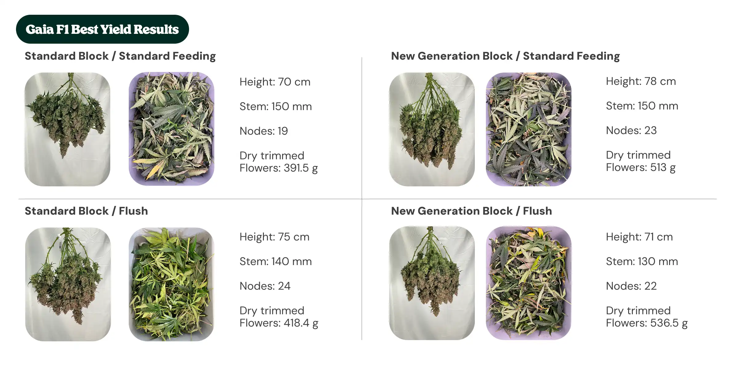 Gaia F1 results overview comparing standard block and new generation block treatments with standard feeding and flush, showing plant height, stem diameter, node count, and dry trimmed flower weight.