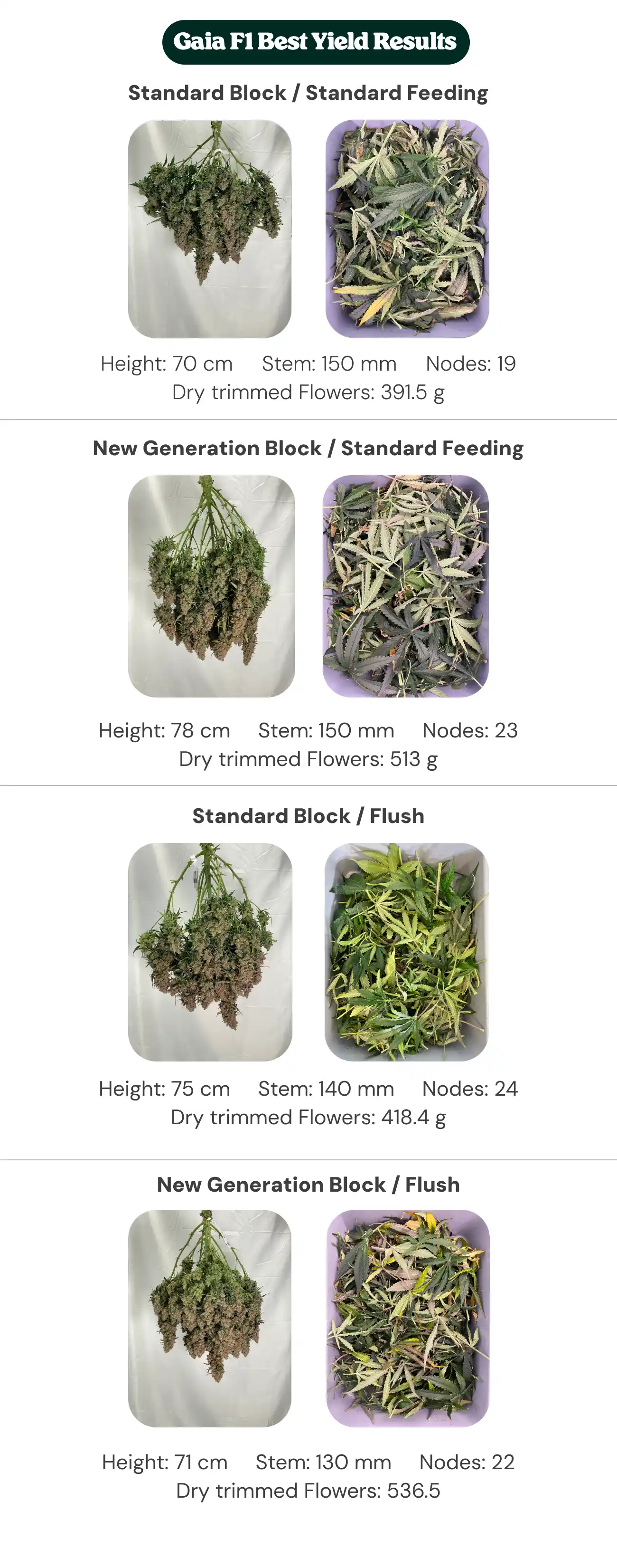 Gaia F1 results overview comparing standard block and new generation block treatments with standard feeding and flush, showing plant height, stem diameter, node count, and dry trimmed flower weight.