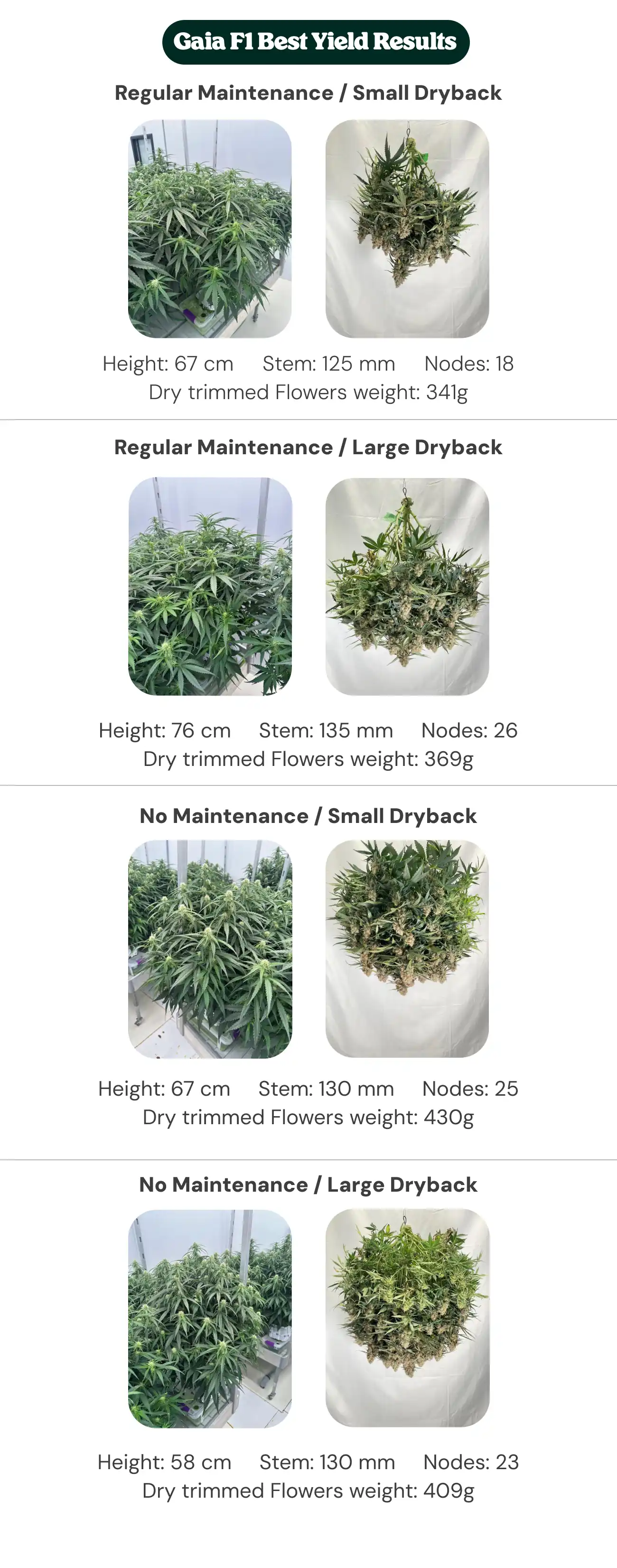 Gaia F1 Best Yield Results: Maintenance and Dryback Comparison Gaia F1 results overview showing regular maintenance and no maintenance treatments with small and large dryback, comparing plant height, stem diameter, node count, and dry trimmed flower weight.