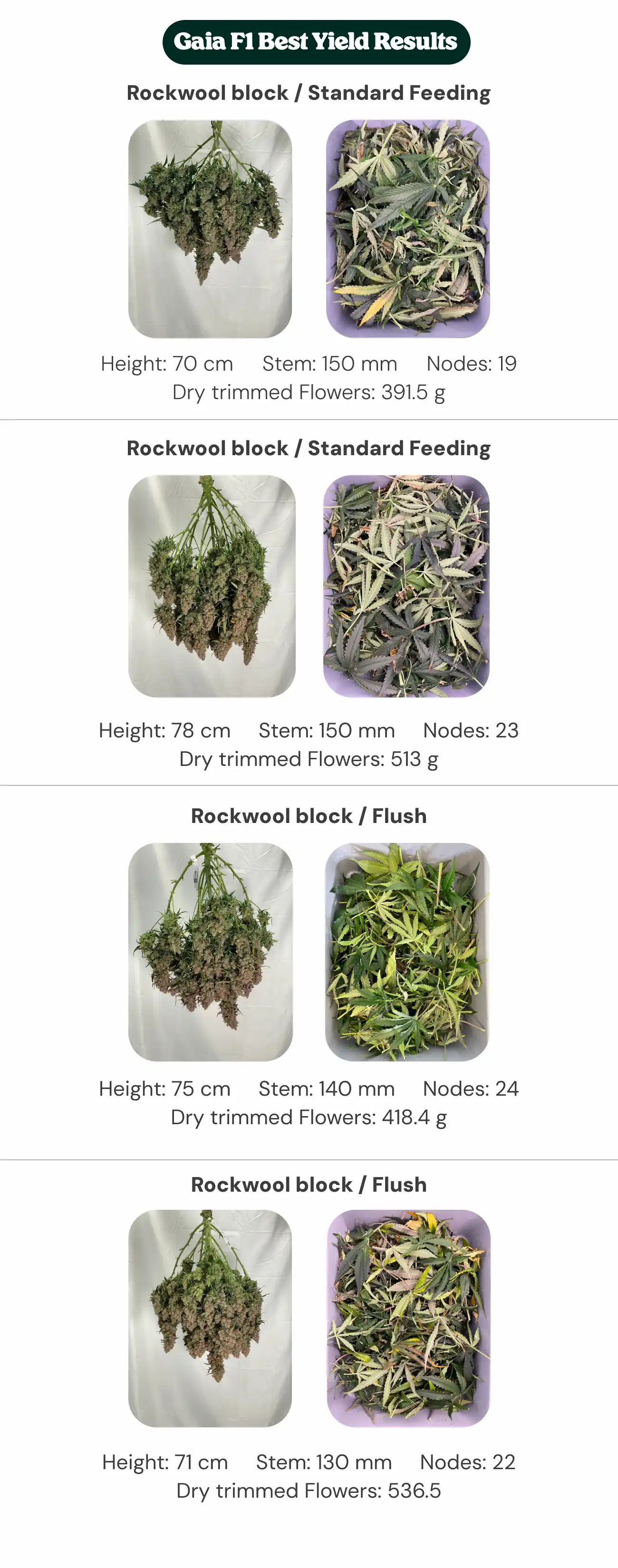 Gaia F1 Best Yield Results: Block and Feeding Comparison Gaia F1 results overview comparing Rockwool Type 01 and new generation block treatments with standard feeding and flush, showing plant height, stem diameter, node count, and dry trimmed flower weight.