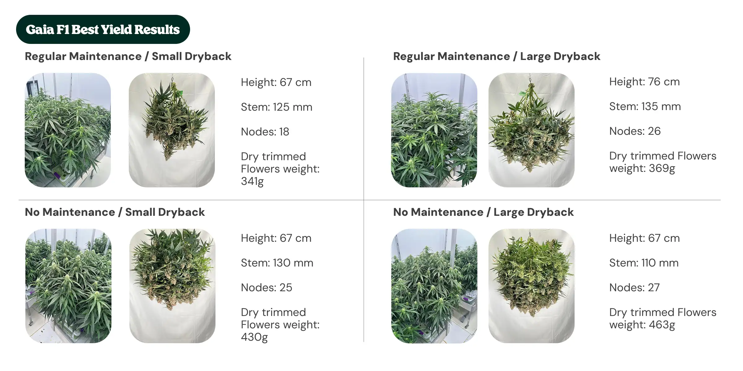 Gaia F1 Best Yield Results: Maintenance and Dryback Comparison Gaia F1 results overview showing regular maintenance and no maintenance treatments with small and large dryback, comparing plant height, stem diameter, node count, and dry trimmed flower weight.