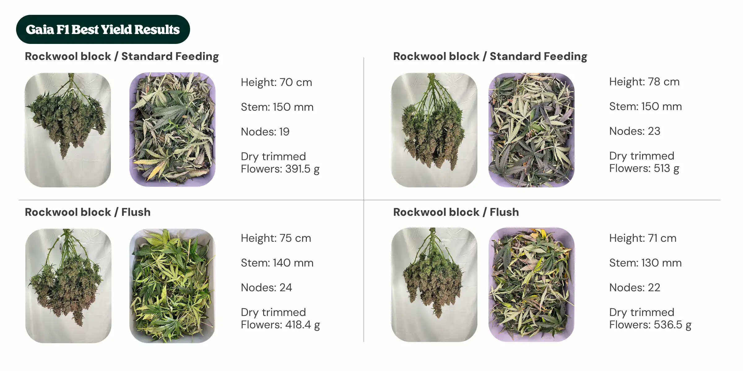 Gaia F1 Best Yield Results: Block and Feeding Comparison Gaia F1 results overview comparing Rockwool Type 01 and new generation block treatments with standard feeding and flush, showing plant height, stem diameter, node count, and dry trimmed flower weight.