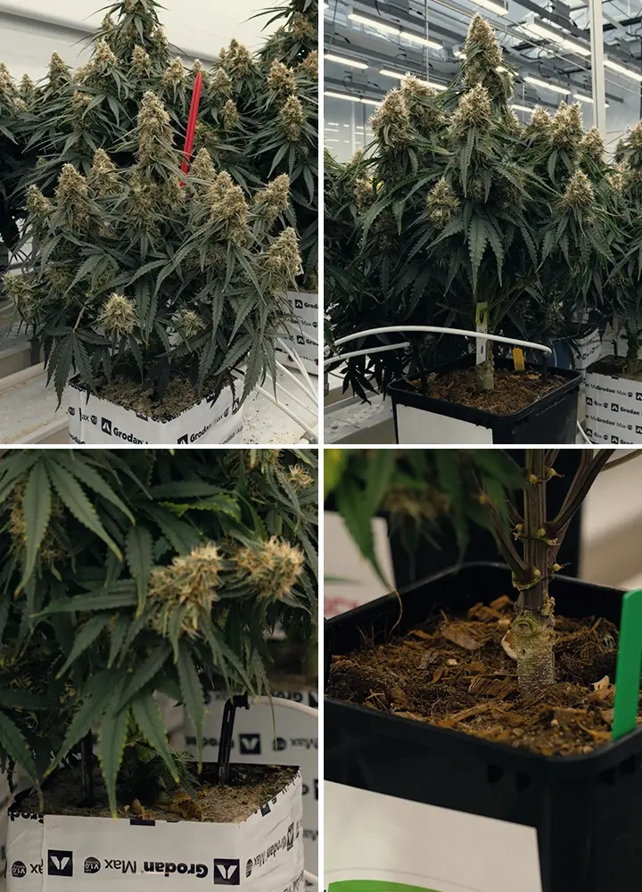 Comparison of Rockwool and Coco substrates, showing a plant rooted in green Rockwool and a circular Coco disc, tested for growth.