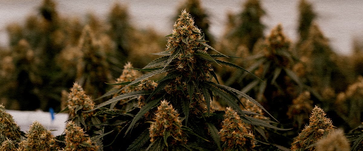 Close up of the hybrid Gaia F1