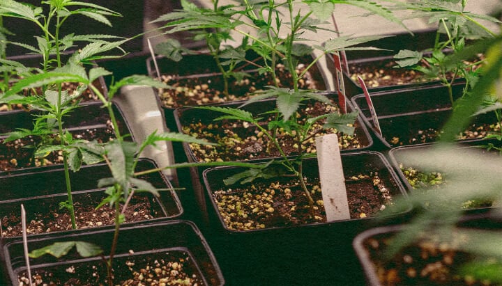 Cannabis plants in black pots with soil, showing genetic traits for genotype vs phenotype comparison, ideal for cannabis cultivation education.