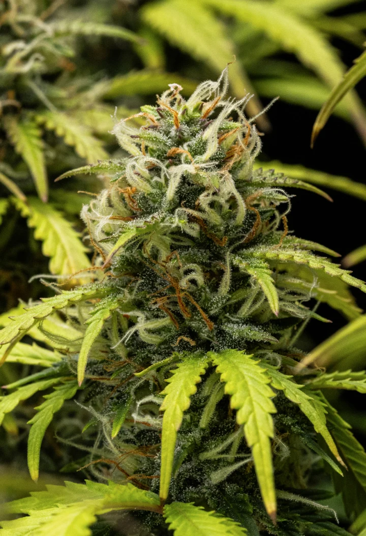 Granddaddy Purple Auto cannabis plant during week 10, showing mature trichome-covered buds, fruity flowering colas, orange pistils, and yellowing autumn leaves as harvest approaches.