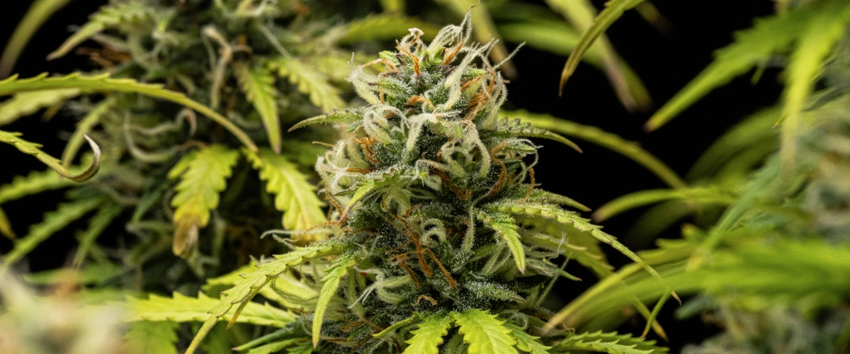 Granddaddy Purple Auto cannabis plant during week 10, showing mature trichome-covered buds, fruity flowering colas, orange pistils, and yellowing autumn leaves as harvest approaches.