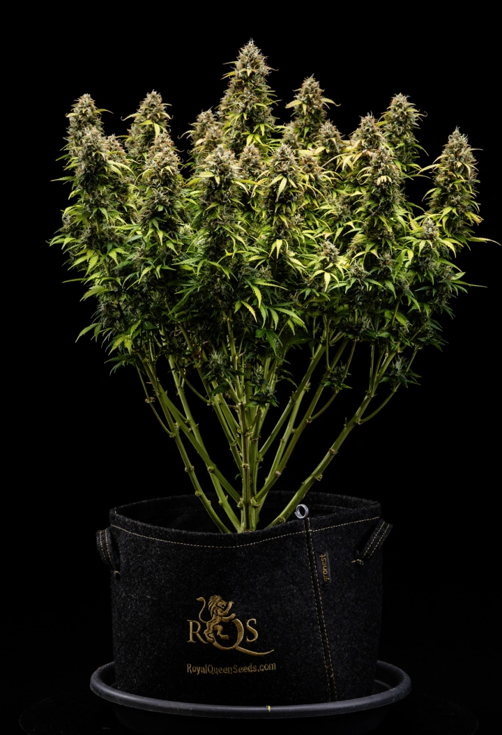 Granddaddy Purple Auto cannabis plant during week 11, showing rock-hard trichome-covered buds, fruity mature colas, deep autumn yellow leaves, and flowers ready for harvest.