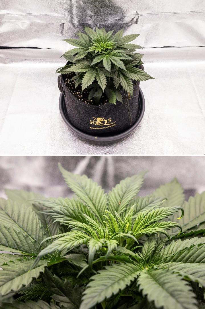 Granddaddy Purple Auto cannabis plant during week 3, showing steady vegetative growth, a full crown of healthy fan leaves, and an even compact structure before flowering begins.