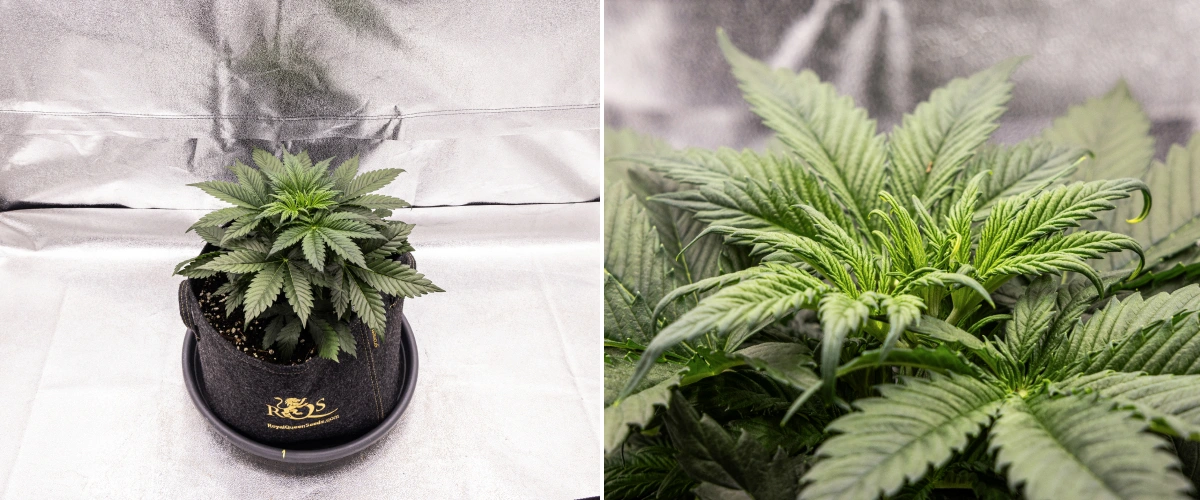 Granddaddy Purple Auto cannabis plant during week 3, showing steady vegetative growth, a full crown of healthy fan leaves, and an even compact structure before flowering begins.