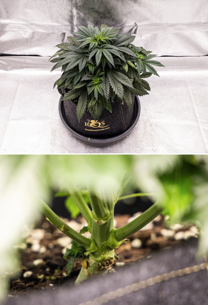 Granddaddy Purple Auto cannabis plant during week 4, showing a compact dark green canopy, strong stem development, and the first white pistils as flowering begins.