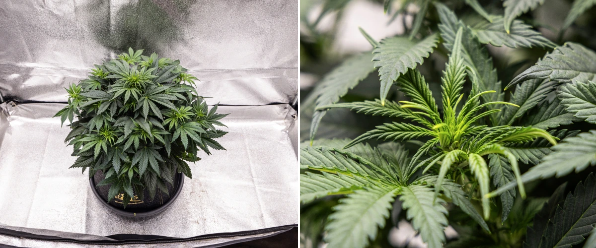 Granddaddy Purple Auto cannabis plant during week 5, showing the start of flowering, dense dark green foliage, developing bud sites, and new flower growth along the branches.