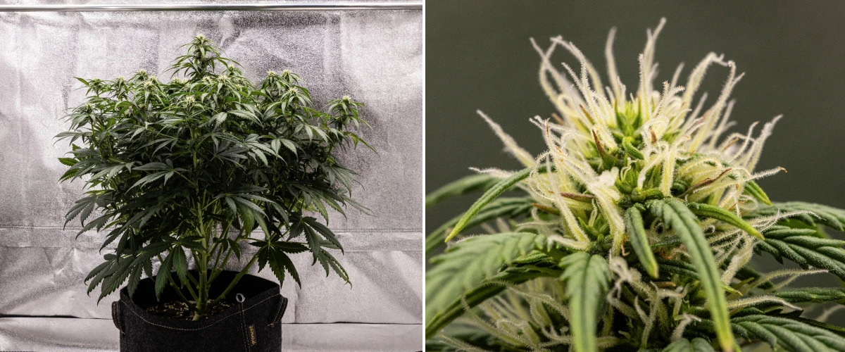 Granddaddy Purple Auto cannabis plant during week 7, showing a compact bushy structure, healthy flowering growth, filling buds, and minor lower-leaf yellowing as bloom continues.