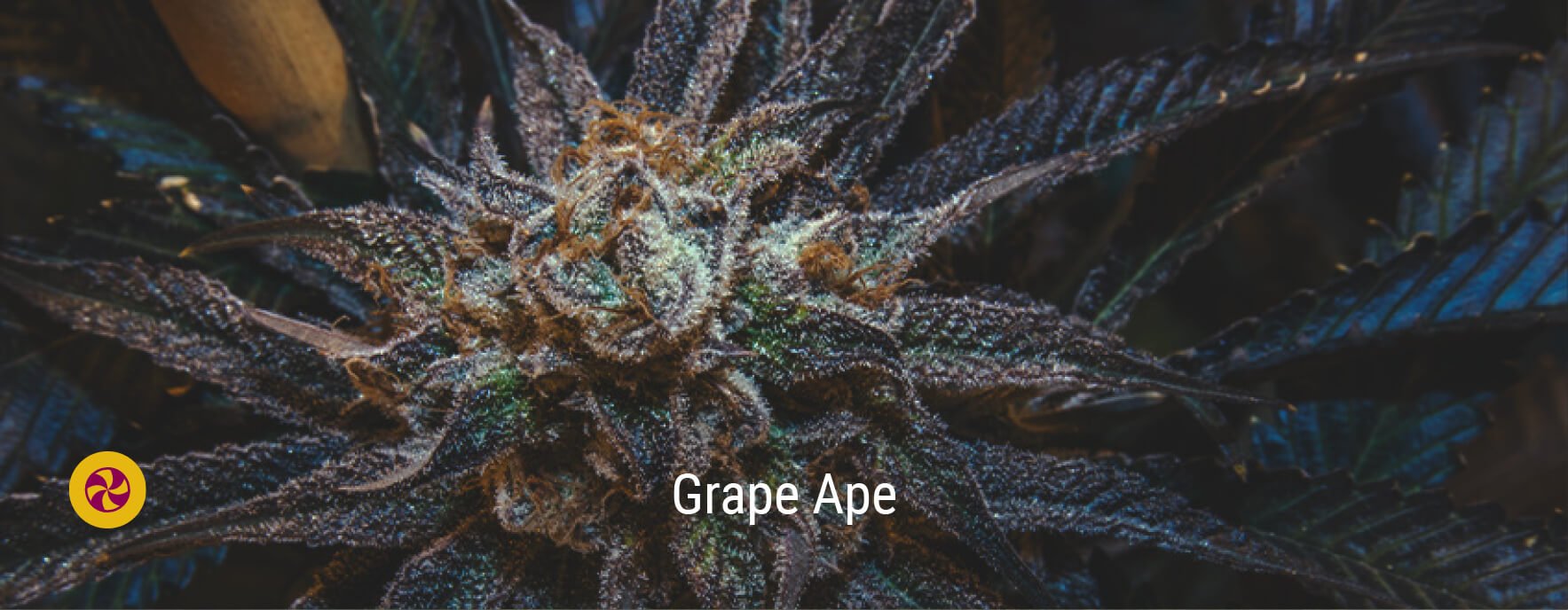 Grape Ape