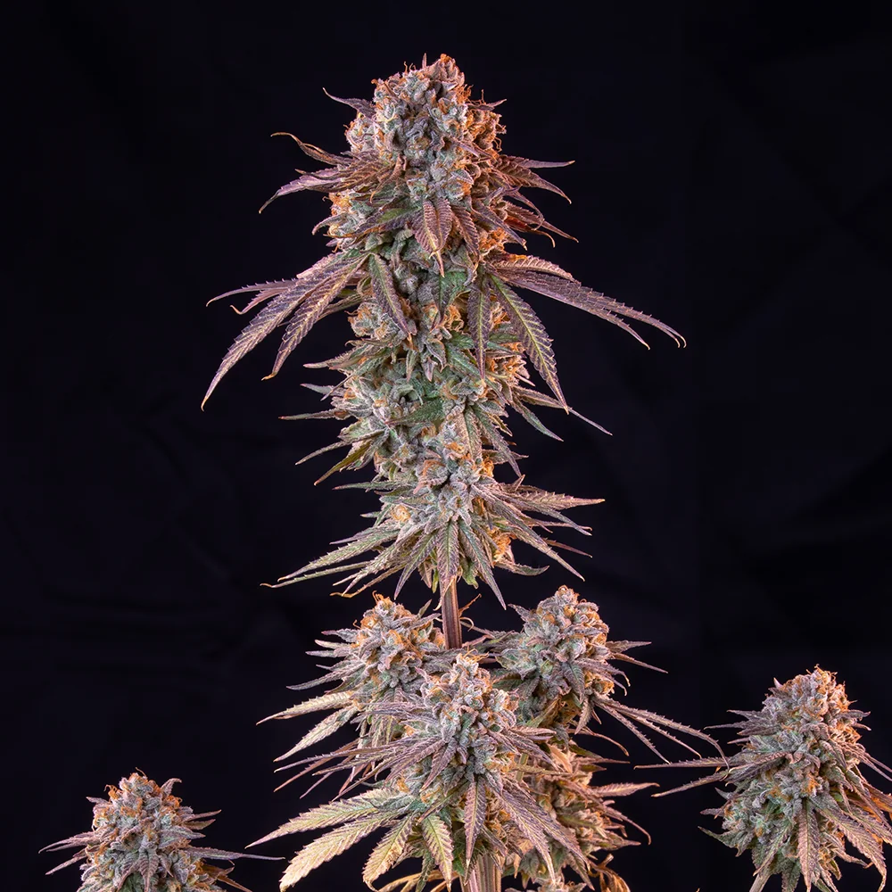 Green Crack Punch Green Crack Punch