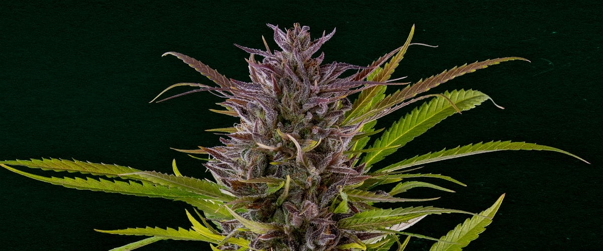Why Green Gelato is one of the best strains for cloning