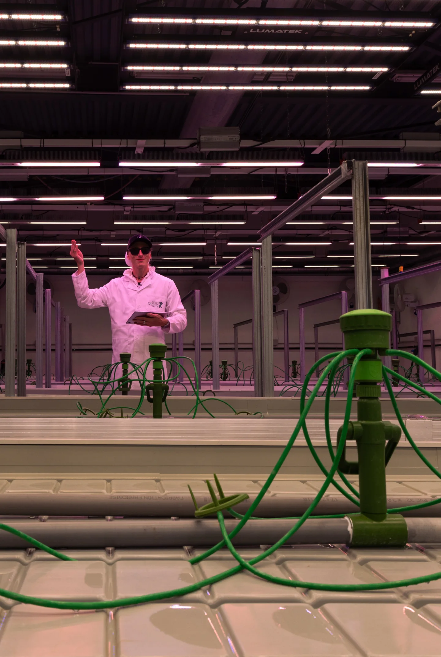 Controlled cannabis grow room prepared for crop steering trials, showing irrigation drippers, hydroponic benches, overhead grow lights, and a researcher monitoring the setup.