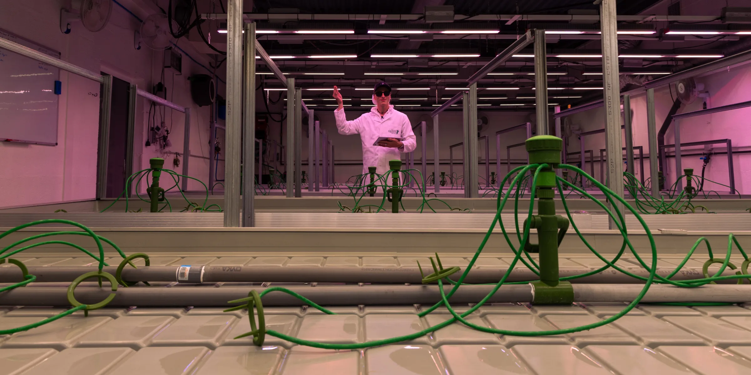 Controlled cannabis grow room prepared for crop steering trials, showing irrigation drippers, hydroponic benches, overhead grow lights, and a researcher monitoring the setup.