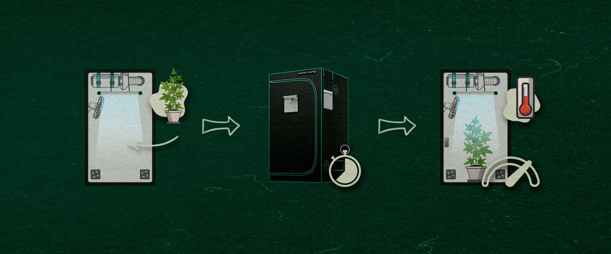 A continued step-by-step guide illustration for setting up a 4×4 grow tent, showing the addition of a cannabis plant, a timer for light schedules, and a thermometer to monitor conditions, on a green background with arrows indicating the process.