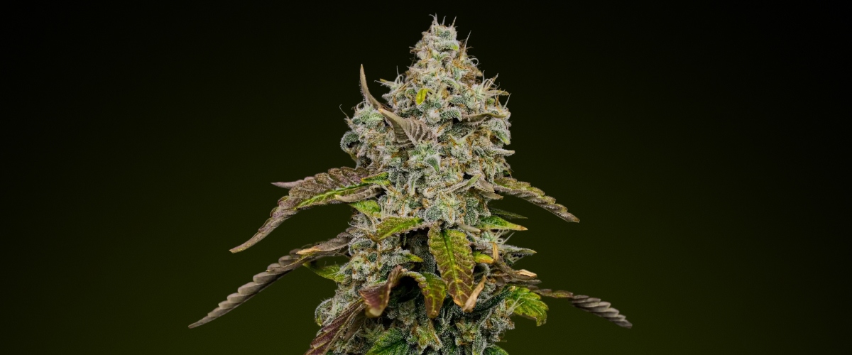 Blue Dream cannabis bud with dense frosty trichomes and hints of purple, known for its sweet fruity profile ideal for edibles