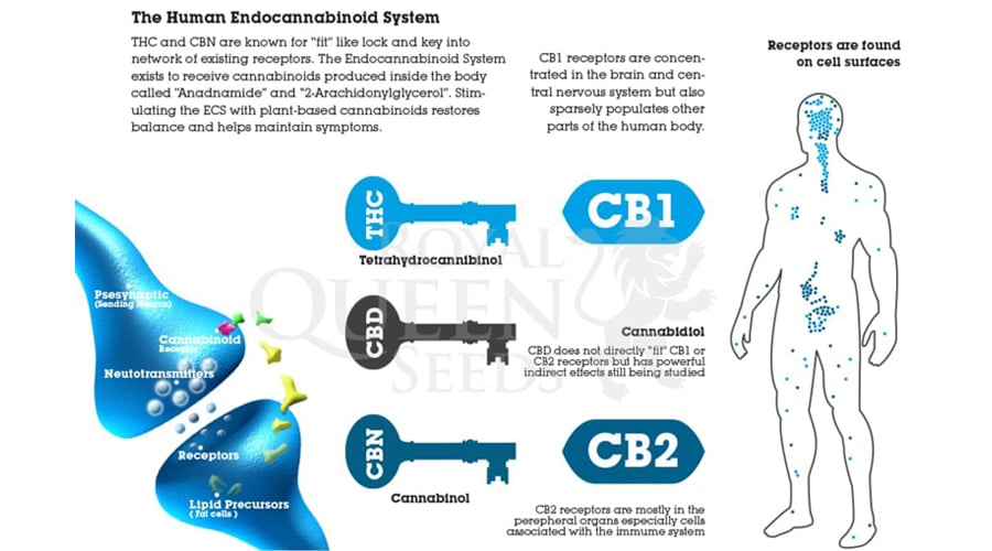 endocannabinoid system THC CBD CBN anadnamide 
