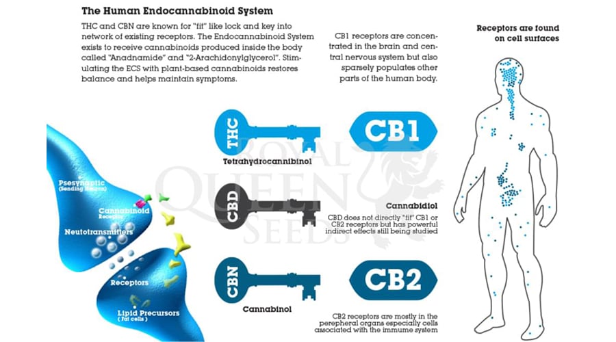 HUMAN-ENDO-SYSTEM.jpg