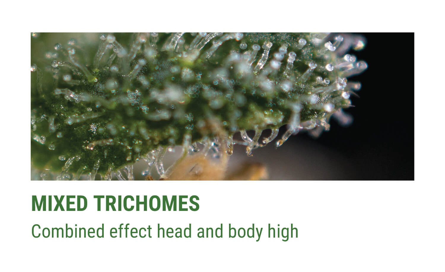 Getting The Most Out Of Cannabis Trichomes - RQS Blog