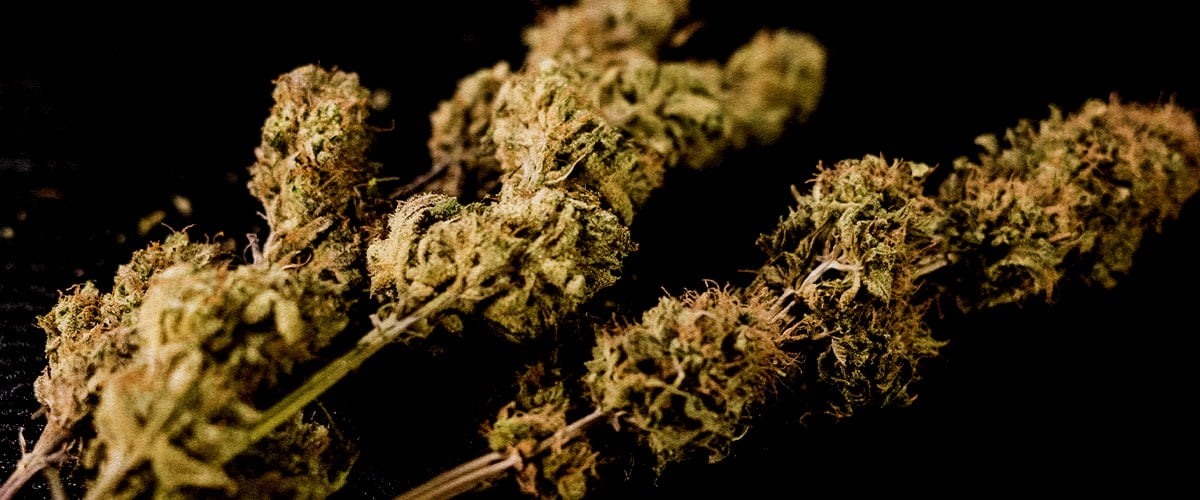Wedding Cake Cannabis Harvest Dried and cured Wedding Cake cannabis buds on a dark background, showcasing dense, trichome-rich flowers ready for consumption after harvest and curing.