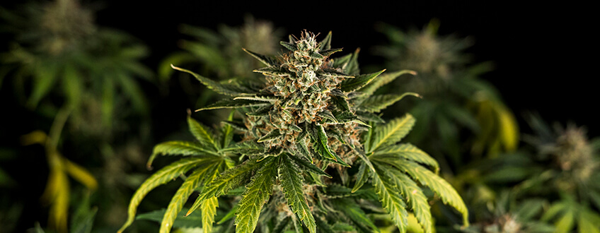 What Are Autoflower Cannabis Seeds?