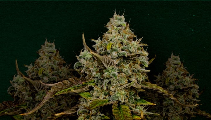 Why Haze Berry is one of the best strains for cloning
