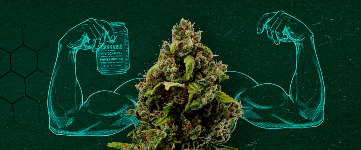 Cannabis Extracts: Powerful Natural Fungicides Cannabis bud flexing muscles, representing its power as a natural fungicide.