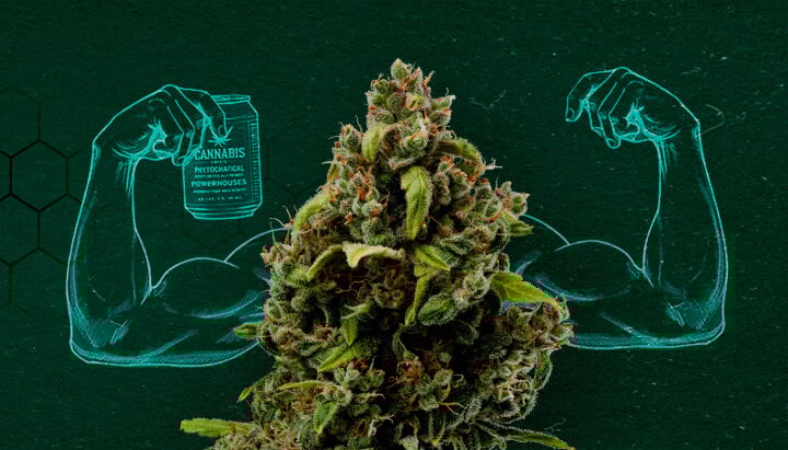 Cannabis Extracts: Powerful Natural Fungicides Cannabis bud flexing muscles, representing its power as a natural fungicide.