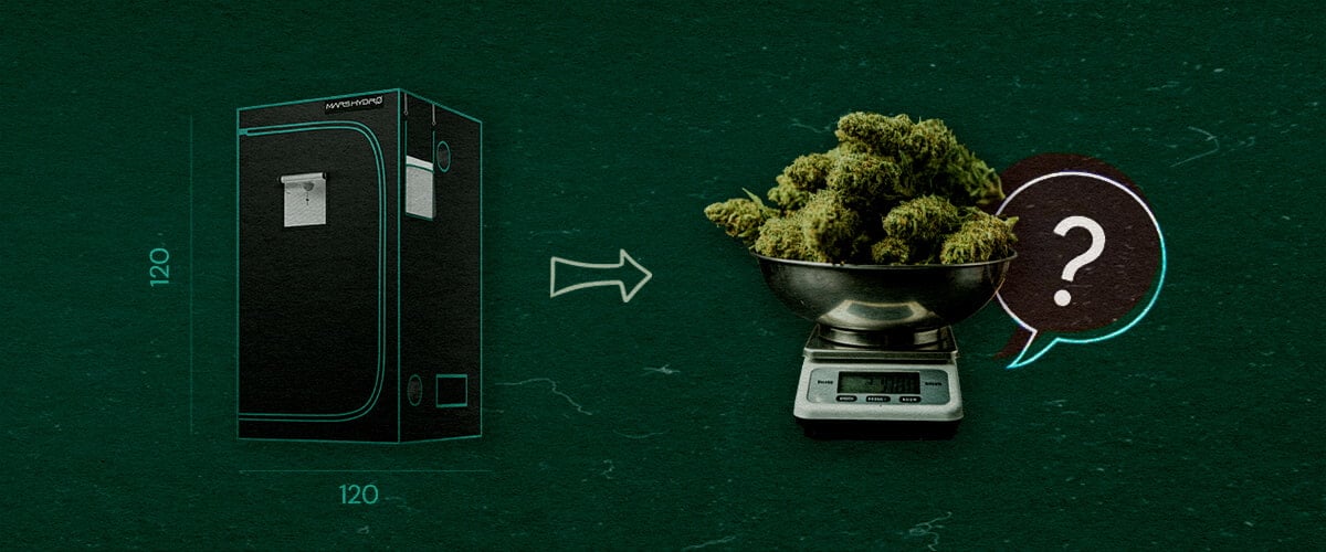 Illustration of a 4×4 grow tent (120 cm x 120 cm) with an arrow pointing to a scale filled with cannabis buds and a question mark, symbolizing how many cannabis plants can fit in the tent, set against a green background.