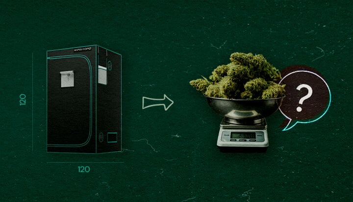Illustration of a 4×4 grow tent (120 cm x 120 cm) with an arrow pointing to a scale filled with cannabis buds and a question mark, symbolizing how many cannabis plants can fit in the tent, set against a green background.