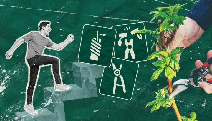 How to Graft Cannabis Plants: Your Step-by-Step Tutorial Learn how to graft cannabis plants with our step-by-step guide. Discover the necessary equipment, how to choose the best rootstock and scion, and follow our grafting tutorial.