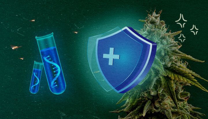 Cannabis plant with protective shield and test tubes on green background, illustrating CCYV prevention in weed crops.