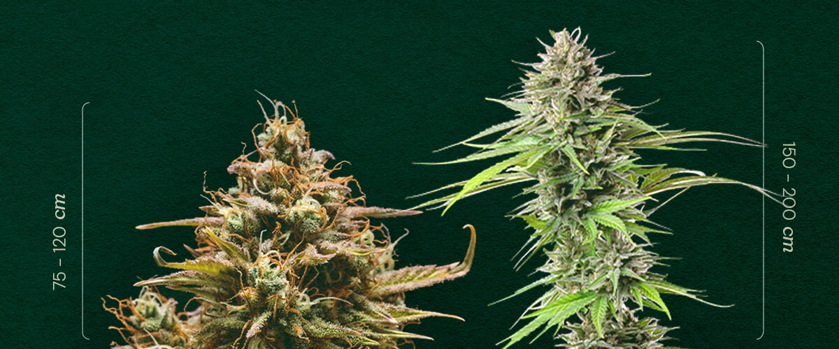 Autoflower vs. Photoperiod: Comparing Plant Size Autoflower vs. Photoperiod size: See the typical height difference between autoflowering (75-120cm) and photoperiod (150-200cm) cannabis plants. Learn how to distinguish them.