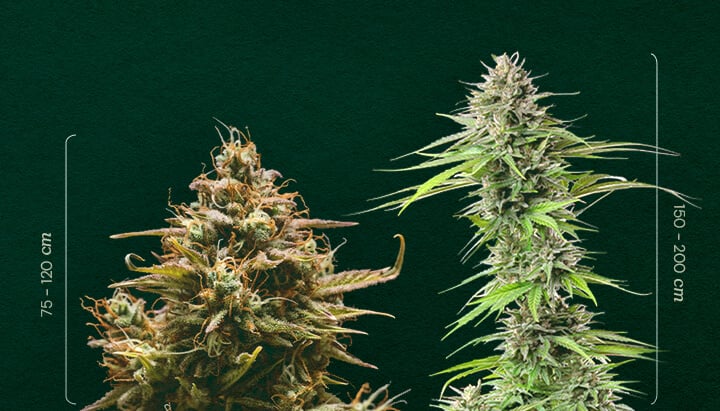 Autoflower vs. Photoperiod: Comparing Plant Size Autoflower vs. Photoperiod size: See the typical height difference between autoflowering (75-120cm) and photoperiod (150-200cm) cannabis plants. Learn how to distinguish them.