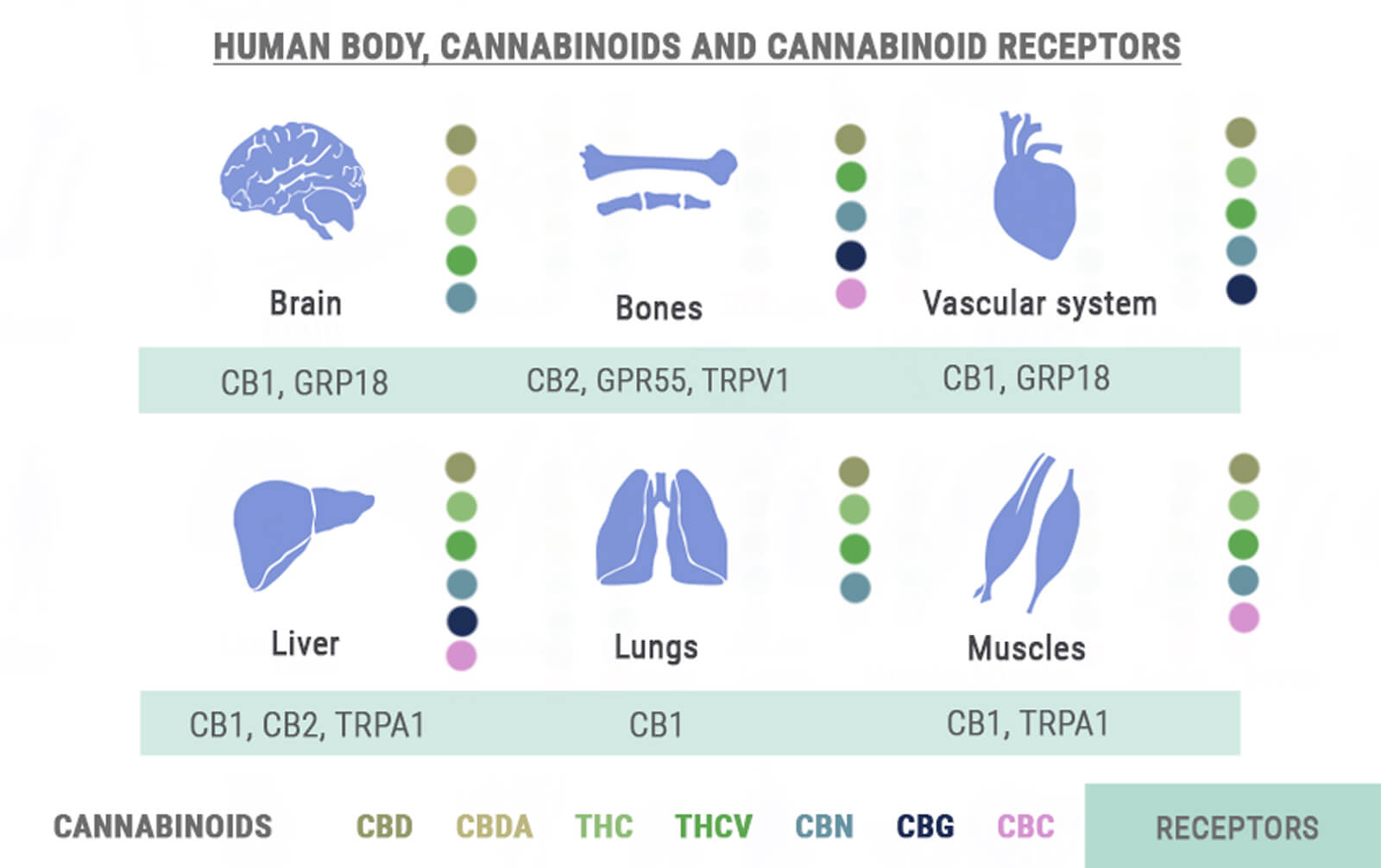 Body, Cannabinoids and Receptors