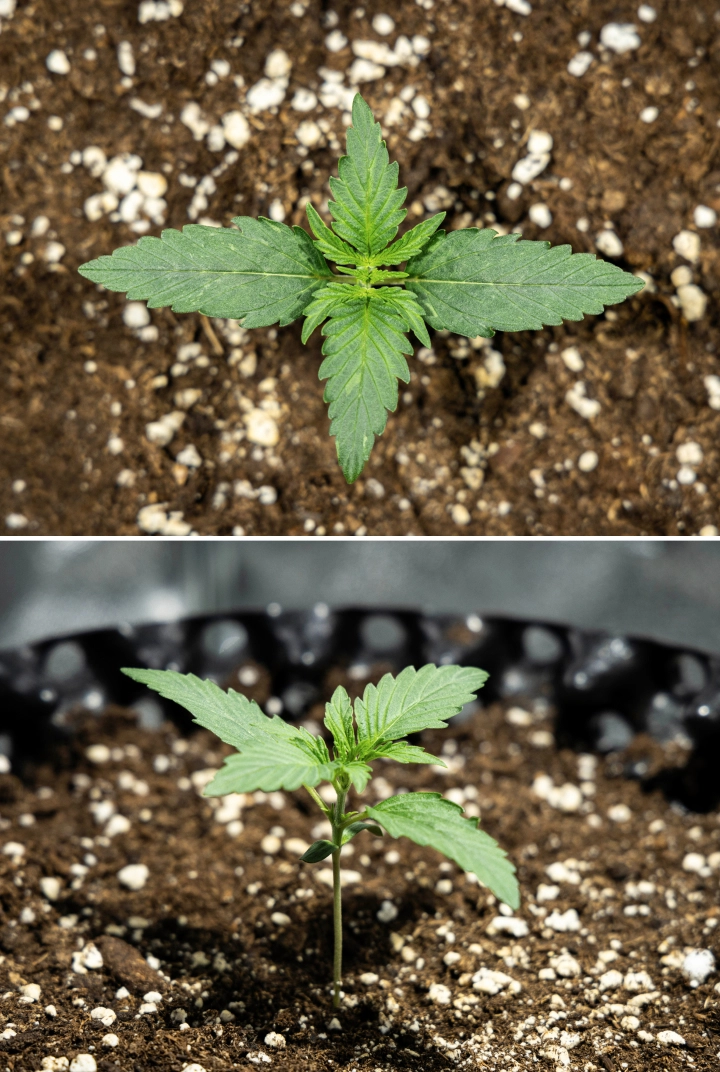 Hyperion F1 Grow Report: Week 1 Seedling Growth Hyperion F1 cannabis seedling during week 1 of the grow report, showing early vegetative growth, healthy green leaves, sturdy stem development, and perlite-rich soil.