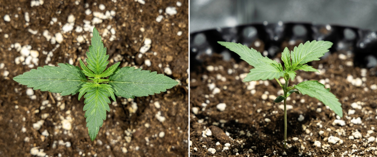 Hyperion F1 Grow Report: Week 1 Seedling Growth Hyperion F1 cannabis seedling during week 1 of the grow report, showing early vegetative growth, healthy green leaves, sturdy stem development, and perlite-rich soil.